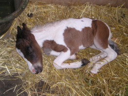 Stella dort.jpg (26 ko)